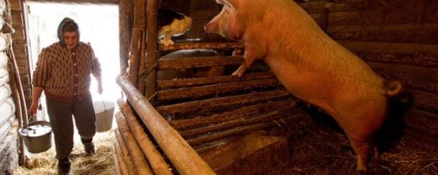 В Омской области предложили ограничить фермерам поголовье свиней