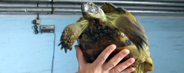 Более 30 черепах из Петербурга выпустят на волю в Краснодарском крае