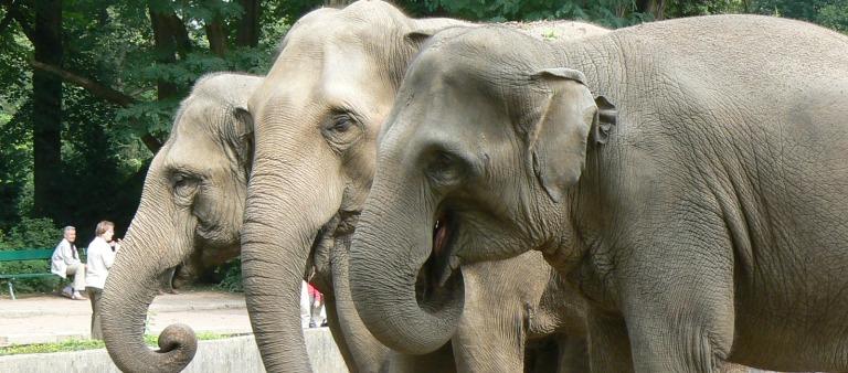 По центру Уфы прогуляются четыре индийских слона