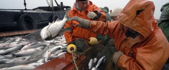 В Карелии подвели итоги работы рыбной отрасли с января по май