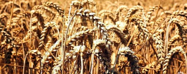 В Забайкалье собрали рекордный урожай зерновых культур