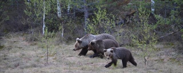 Охотники отстрелят троих медведей, пугающих население Томской области