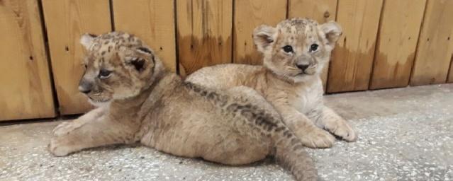 В зоопарке Екатеринбурга выбрали имена для новорожденных львят