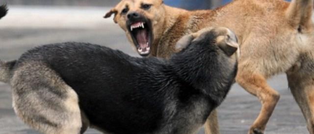 Правоохранители проверяют факт нападения собаки на ребенка в Сызрани