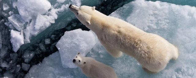 Ученые: Изучение ледяных щитов позволит предугадать изменение климата