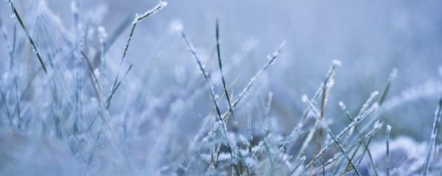 Ученые из РФ и Сингапура выяснили, как растения спасаются от холода