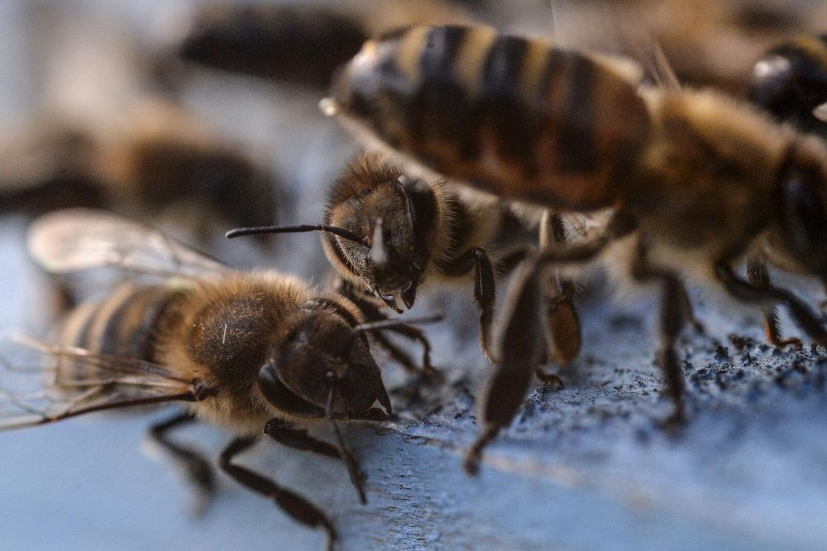 В Бразилии пчелы насмерть зажалили мужчину и женщину