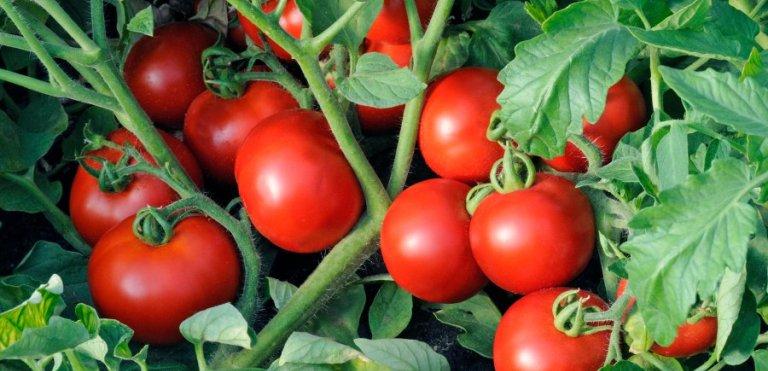 Минсельхоз: Экспорт помидоров за рубеж за полгода вырос в три раза
