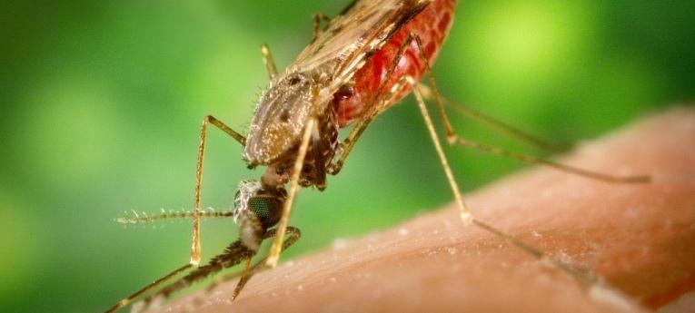 Ученые предложили бороться с малярией с помощью бесплодных комаров