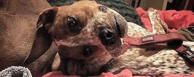 «Деформированная» собака: Интернет обсуждает новую оптическую иллюзию