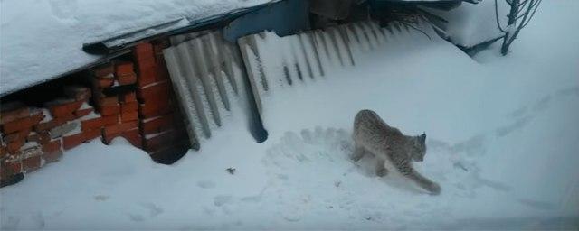 Жители Можги сняли на видео дикую рысь во дворе своего дома