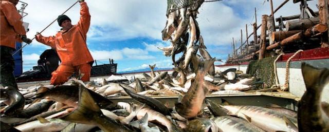 Власти Хабаровского края усилят контроль за рыбным промыслом