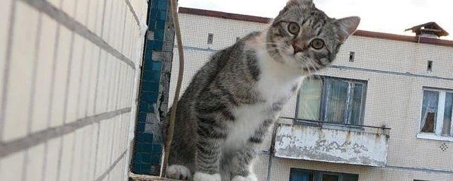 Во Владимире спасли котенка, не дав ему упасть с шестого этажа
