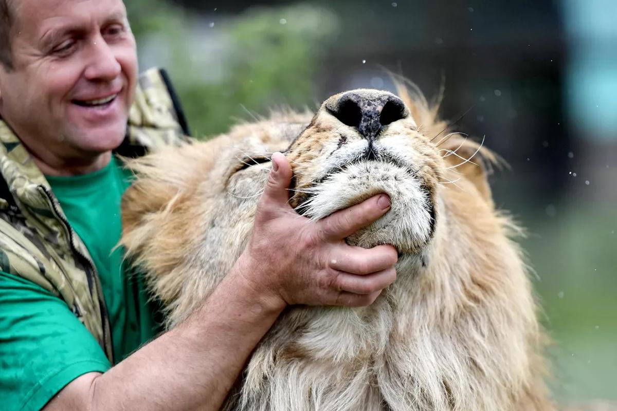 Директор крымского сафари-парка рассказал, что напавший на него лев не был изолирован