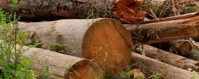 В Калужской области рассматривают дело о незаконной вырубке леса