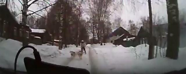 В Иванове женщина на собачьей упряжке врезалась в машину