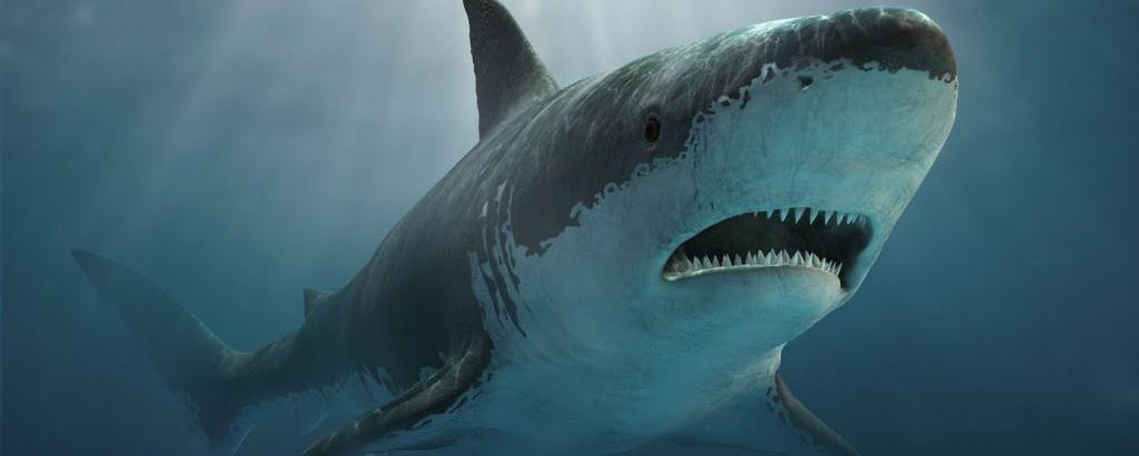 Ученые: Вымирание мегалодонов связано с появлением белых акул