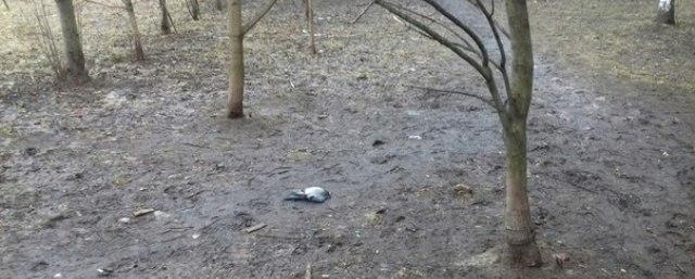 Власти Петербурга сообщили об отравлении голубей в Приморском районе