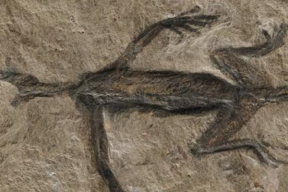 Загадочная ископаемая рептилия возрастом 280 млн оказалась подделкой