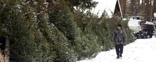 Томские лесхозы после 10 декабря начнут продавать «бюджетные» елки