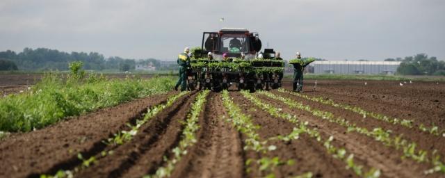 Башкирия лидирует по числу вновь созданных сельхозпотребкооперативов