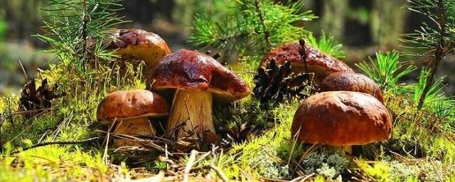 В Подмосковье прогнозируют высокий урожай грибов
