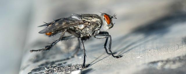 Ученые обнаружили насекомое, способное обходиться без сна