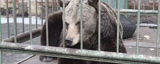 В зоопарке Воронежа медведи проснулись после зимней спячки