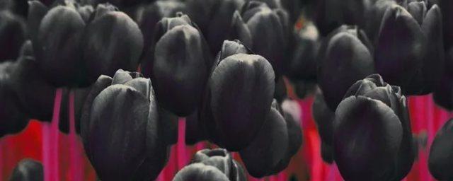 В ЦПКиО имени Кирова высадят черные тюльпаны