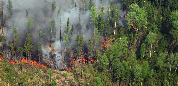 В Хабаровском крае действуют 3 лесных пожара