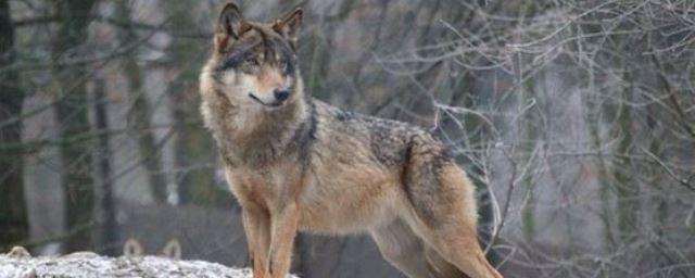 В Крыму участились случаи нападения волков на скот