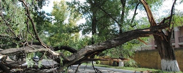 На северо-востоке Москвы дерево упало на рейсовый автобус