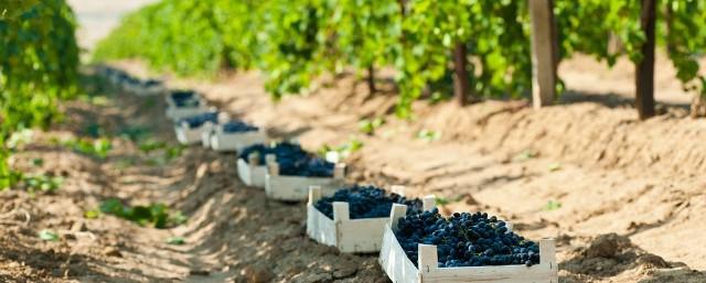 В виноградарство Севастополя новый инвестор вложит 8 млрд рублей