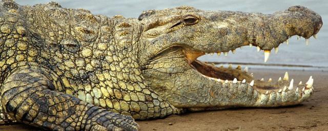 В Китае из зоопарка сбежали почти 80 крокодилов