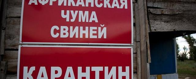 В Крыму компенсация за изъятых свиней составит 99 рублей за кг