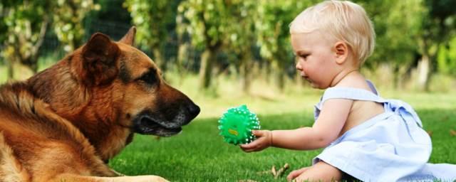 Ученые: Собаки защищают детей от развития ожирения и аллергии