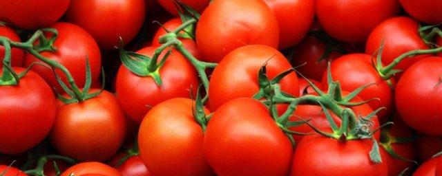 В Саратовской области уничтожили 14 кг санкционных томатов из Турции