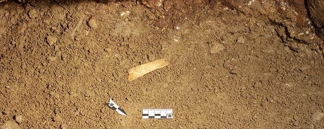 На Алтае археологи нашли в пещере диадему из бивня мамонта
