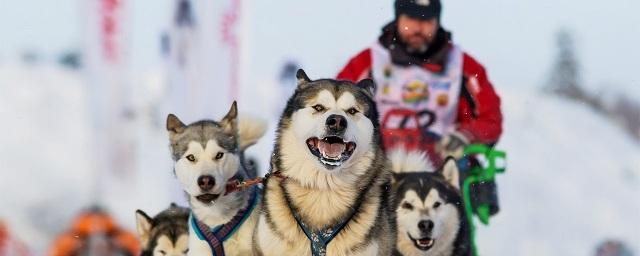 На Байкале в марте пройдет Международная гонка на собачьих упряжках