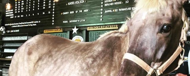 В США ветеринары выписали коню рецепт на пиво