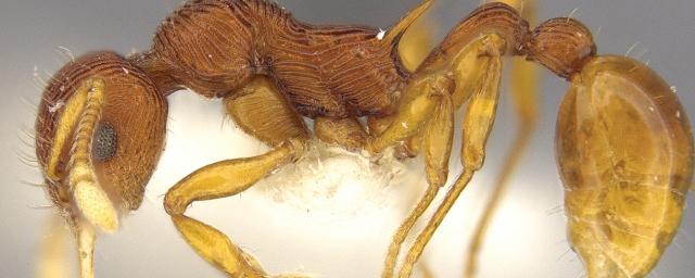 Ученые нашли в желудке лягушки новый вид муравьев с челюстями-щипцами
