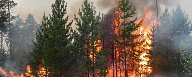 В Сибири выросла площадь лесных пожаров