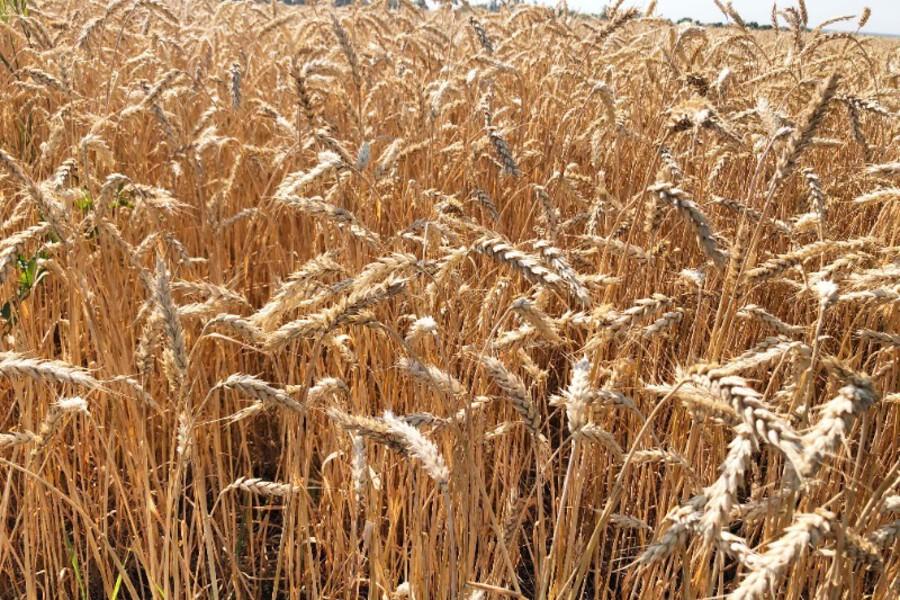 В Тамбовской области подвели предварительные итоги уборочной кампании