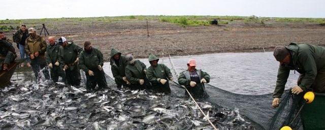 В крупнейшей рыбодобывающей компании РФ «Норебо» проводятся обыски