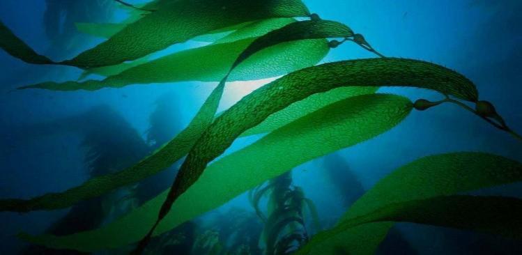 Ученые научились добывать электричество из морских водорослей