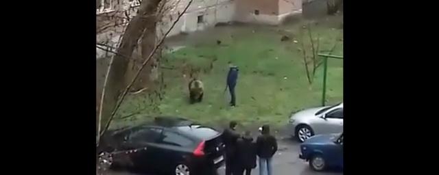В Таганроге сняли на видео выгуливающего медведя мужчину