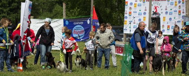 Состоялись соревнования на Кубок Ногинского района по Dog Extrem Race «Богородская верста»