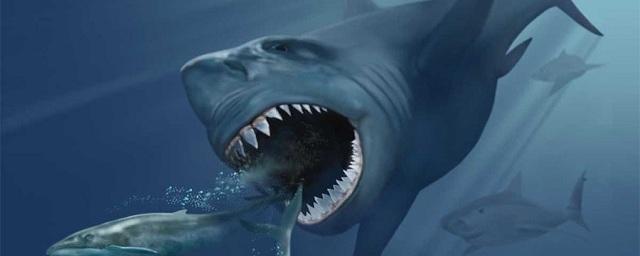 Палеонтологи назвали причины вымирания крупнейших акул на Земле