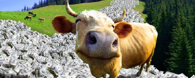 Жительница Калуги потеряла сбережения после продажи коровы в интернете