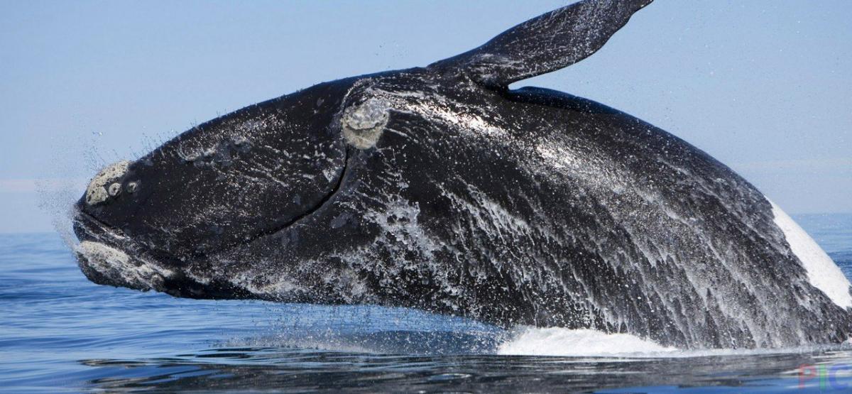 Американские ученые нашли детеныша редкого северного гладкого кита